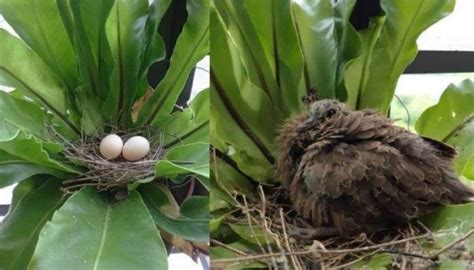 陽台有鳥風水|【家有鳥巢】家有鳥巢，居家風水亨通！揭開野鳥築巢。